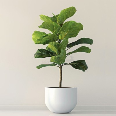 Монстера крупнолистная XXL - купить в Моксохе